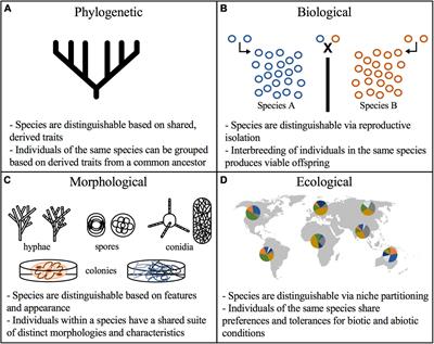 Frontiers | Improving Taxonomic Delimitation of Fungal Species in
